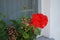 Standing geraniums, Pelargonium hortorum, bloom in August in a flower box. Berlin, Germany