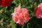 Standing geraniums, Pelargonium hortorum, bloom in August in a flower box. Berlin, Germany