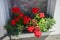 Standing geraniums, Pelargonium hortorum, bloom in July in a flower box. Berlin, Germany