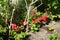 Standing geraniums, Pelargonium hortorum, bloom in July in the garden. Berlin, Germany