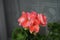 Standing geraniums, Pelargonium hortorum, bloom in June in a flower box. Berlin, Germany