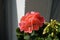 Standing geraniums, Pelargonium hortorum, bloom in June in a flower box. Berlin, Germany