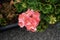 Standing geraniums, Pelargonium hortorum, bloom with pink flowers in August. Berlin, Germany