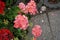 Standing geraniums, Pelargonium hortorum, bloom with pink flowers in August. Berlin, Germany