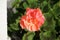 Standing geraniums, Pelargonium hortorum, bloom with pink-orange flowers in a flower box in autumn. Berlin, Germany