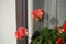 Standing geraniums, Pelargonium hortorum, bloom with pink-orange flowers in a flower box in autumn. Berlin, Germany