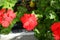 Standing geraniums, Pelargonium hortorum, bloom with red flowers in a flower box in autumn. Berlin, Germany