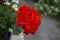 Standing geraniums, Pelargonium hortorum, bloom with red flowers in a flower box in autumn. Berlin, Germany