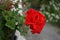 Standing geraniums, Pelargonium hortorum, bloom with red flowers in a flower box in autumn. Berlin, Germany