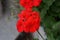 Standing geraniums, Pelargonium hortorum, bloom with red flowers in a flower box in autumn. Berlin, Germany