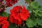 Standing geraniums, Pelargonium hortorum, bloom with red flowers in July in a flower box. Berlin, Germany