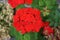 Standing geraniums, Pelargonium hortorum, bloom with red flowers in July in a flower box. Berlin, Germany