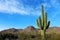 Standing Giant at Saguaro National Park