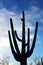 Standing Giant at Saguaro National Park