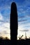 Standing Giant at Saguaro National Park