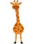 Standing giraffe front view