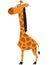 Standing giraffe side view