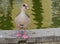 A standing goose at the waterside of a pond