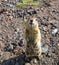 Standing gopher on the ground, Kamchatka Peninsula Russia