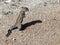 Standing gopher on the ground in the Namib desert in Namibia