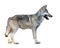 Standing gray wolf