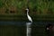 Standing Great Egret Reflecting in the Water