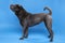 Standing grey Sharpei dog looking at the camera isolated on a blue background