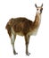 Standing guanaco