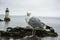 Standing guard at the light house