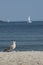 STANDING GUARD SEAGULL ON PATROL ,AT THE BEACH