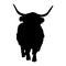 Standing Highland Cattle On a Front View Silhouette Found In Scottish Highlands