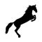 Standing Horse Equus Caballus On a Side View Silhouette Found In All Around The World. Good To Use For Element Print Book