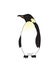 Standing Illustration of an Emperor Penguin