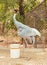 Standing Indian sarus crane Antigone antigone antigone in the cage of chhatbir zoo . Wildlife bird