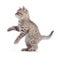 Standing kitten cat side view isolated