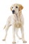 Standing labrador retriever dog is looking away