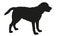 Standing labrador retriever puppy. Black dog silhouette. Pet animals. Isolated on a white background.