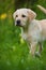 Standing labrador retriever puppy in a flower meadow