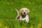 Standing labrador retriever puppy in nature