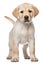 Standing labrador retriever puppy on a transparent background