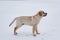 Standing labrador in snow