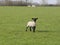 Standing lamb with black head ears and legs