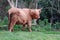 Standing large brown hairy highland cow