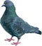 Standing lifelike full color pigeon