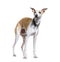 Standing looking up Whippet dog wearing a collar