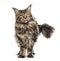 Standing Maine coon, isolated