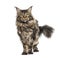 Standing Maine coon, isolated