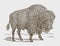 Standing male american plains bison