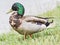 Standing Mallard duck on the grass