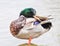 Standing Mallard duck in a lake
